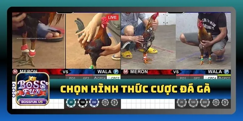 Đá gà Bossfun - Sân chơi đá gà uy tín, tỷ lệ thắng cao 5 Chọn hình thức cá cược đá gà và đặt cược trực tiếp