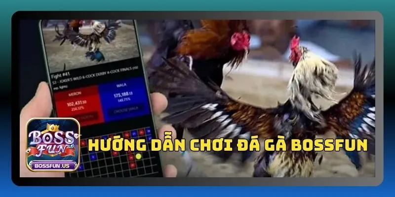 Đá gà Bossfun - Sân chơi đá gà uy tín, tỷ lệ thắng cao 4 Hướng dẫn tham gia chơi đá gà tại Bossfun